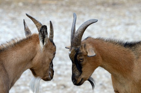 The domestic goat (Capra aegagrus hircus) is a subspecies of goat.の写真素材