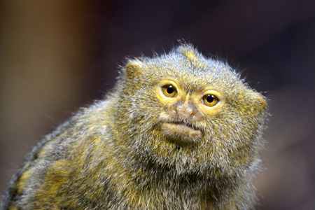 Pygmy marmoset  Cebuella pygmaea  is a small New World monkey native to rainforests of the western Amazon Basin in South America の写真素材