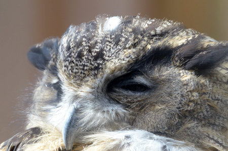 Eurasian eagle-owl  Bubo bubo  is a species of eagle owl resident in much of Eurasia  の写真素材