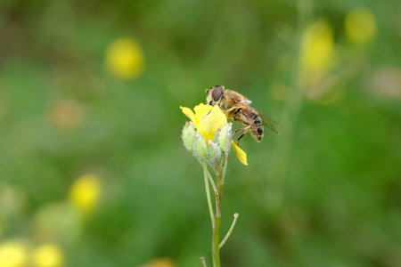 Wild Rocket (Rucola Selvatica) flowers and insect.