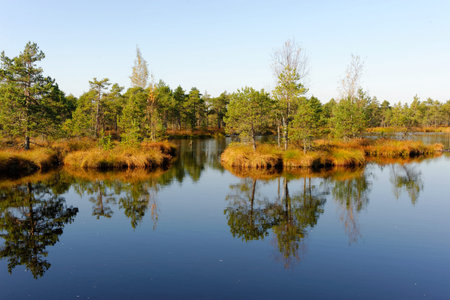 Bog-pools in Saara bog, Estonia.