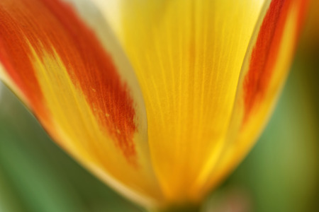 Close view on a multicolor tulip flower petalsの写真素材