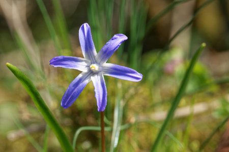 Chionodoxa luciliae