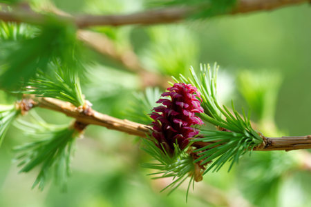 Ovulate cones (strobiles) of larch tree, spring, beginning of Mayの写真素材