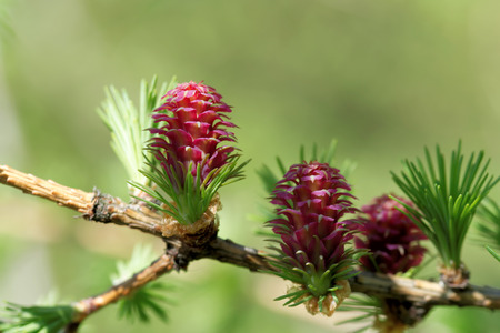 Ovulate cones (strobiles) of larch tree, spring, beginning of Mayの写真素材