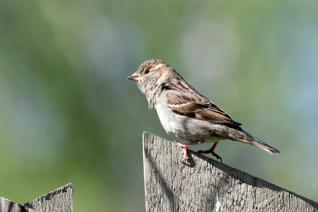 House sparrow Passer domesticus is a bird of the sparrow family Passeridae found in most parts of the world.の写真素材