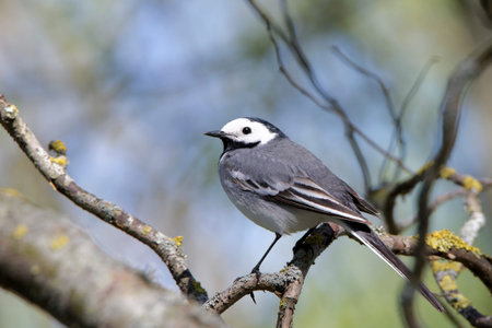 White wagtail Motacilla alba is a small passerine bird in the wagtail family Motacillidae which also...
