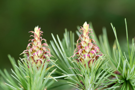 Ovulate cones strobiles of larch tree spring end of Mayの写真素材