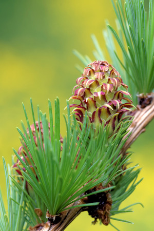 Ovulate cone strobilus of larch tree spring end of Mayの写真素材