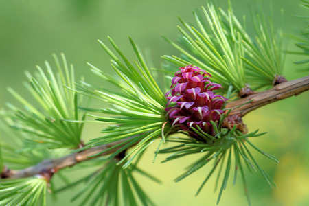 Ovulate cone strobilus of larch tree spring end of Mayの写真素材