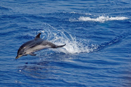 Common dolphins (Delphinus delphis) swimming in the Gulf of Genoa, Ligurian Sea.