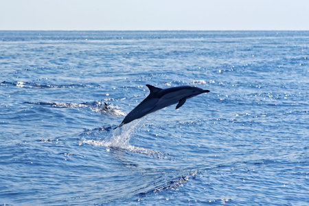 Common dolphins (Delphinus delphis) swimming in the Gulf of Genoa, Ligurian Sea.の写真素材