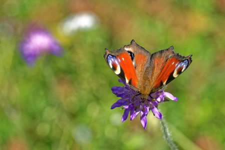 Peacock butterfly (Inachis io) feeding on a flower of ield scabious (Knautia arvensis)の写真素材