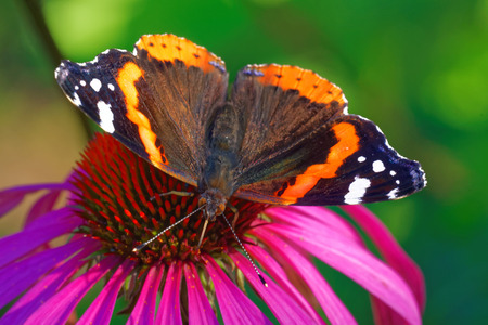 Red Admiral (Vanessa atalanta) feeding on a Rudbeckia flowerの写真素材