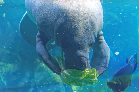 West Indian manatee (Trichechus manatus) or "sea cow".の写真素材