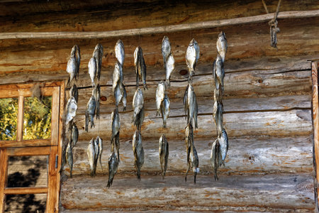 Drying fish on the wall of a wooden house in Setomaa, a region in southern Estonia.