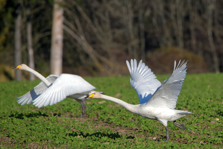Whooper swans Cygnus cygnus continuing their flight during transmigration through Estonia.の写真素材
