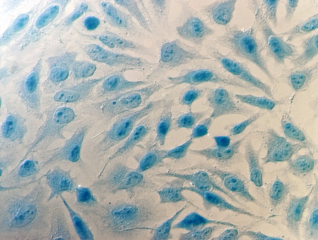 HeLa cervical cancer cells, stained with Coomassie blue, under microscope.
