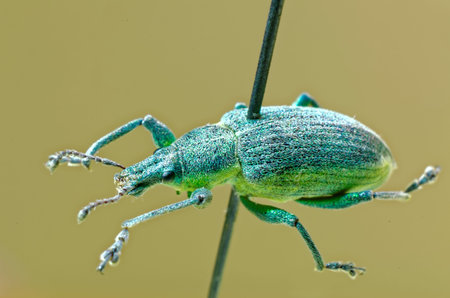 Yellow banded leaf weevil on an entomological pin.