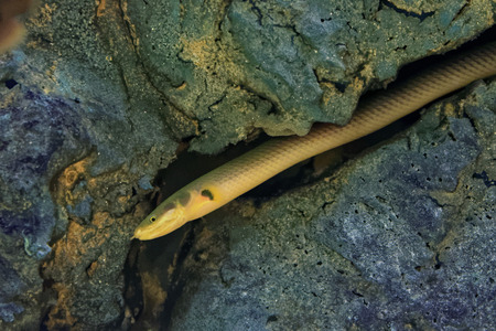 Reedfish, ropefish, or snakefish, Erpetoichthys calabaricus, is a species of freshwater fish in the bichir family and order.の写真素材
