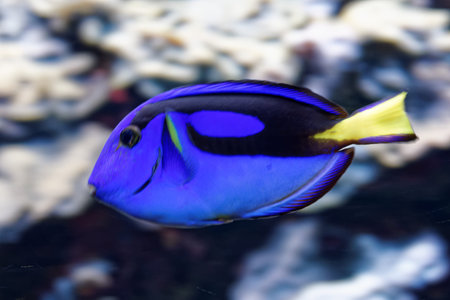 Paracanthurus hepatus is a species of Indo-Pacific surgeonfish.