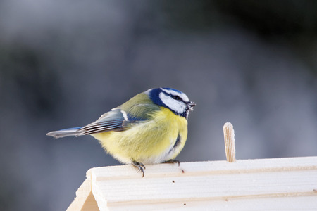 Eurasian blue tit Cyanistes caeruleus is a small passerine bird in the tit family Paridae.の写真素材