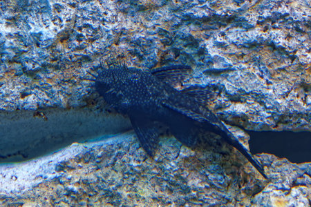 Fish who lives with cichlids in lake Malawi, Africa.の写真素材