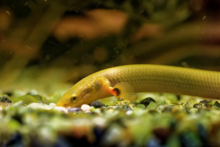 Reedfish, ropefish, or snakefish, Erpetoichthys calabaricus, is a species of freshwater fish in the bichir family and order.の写真素材