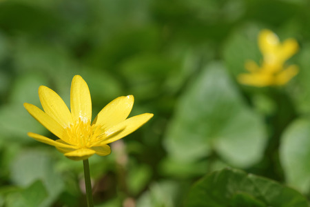 Lesser celandine is a low-growing, hairless perennial flowering plant in the buttercup family.の写真素材