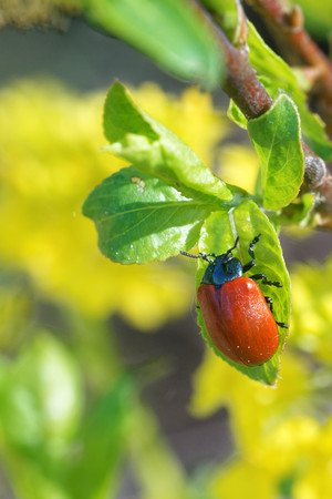 Chrysomela populi is a species of broad-shouldered leaf beetles belonging to the family Chrysomelidae.の写真素材