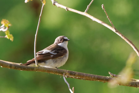 European pied flycatcher (Ficedula hypoleuca), a small passerine bird in the Old World flycatcher family.の写真素材