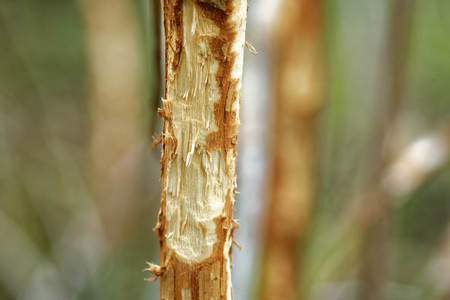 Stem of a young willow, damaged by elk.の写真素材