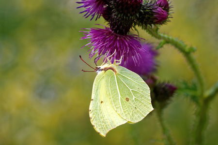 Birmstone butterfly (Gonepteryx rhamni) feeding on thistle flower.の写真素材