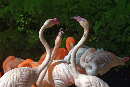 Greater Flamingo (Phoenicopterus roseus) is the most widespread species of the flamingo family.の写真素材