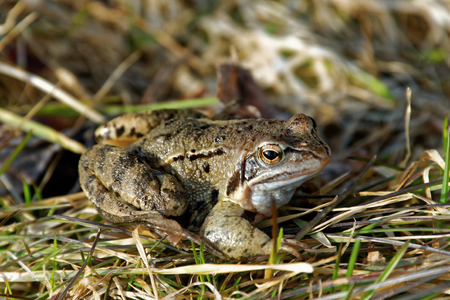 Marsh frog (Pelophylax ridibundus) is the largest frog native to Europe and belongs to the family of true frogsの写真素材