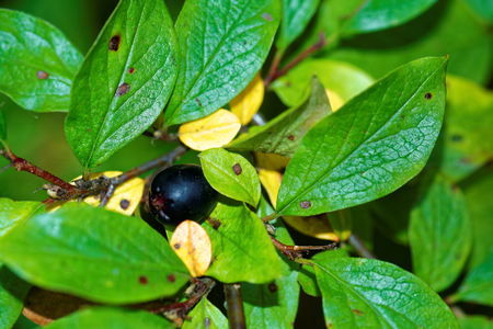 Cotoneaster is a genus of flowering plants in the rose family.の写真素材