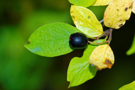 Cotoneaster is a genus of flowering plants in the rose family.の写真素材