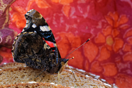 Vanessa atalanta, the red admiral, is having a lunch on black breadの写真素材