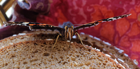 Vanessa atalanta, the red admiral, is having a lunch on black breadの写真素材