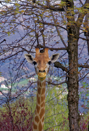The giraffe (Giraffa) is a genus of African even-toed ungulate mammals, the tallest living terrestrial animals and the largest ruminants.の写真素材
