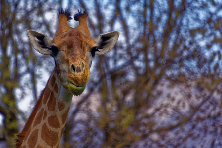 The giraffe (Giraffa) is a genus of African even-toed ungulate mammals, the tallest living terrestrial animals and the largest ruminants.の写真素材