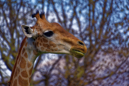The giraffe (Giraffa) is a genus of African even-toed ungulate mammals, the tallest living terrestrial animals and the largest ruminants.の写真素材