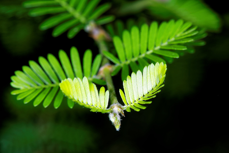 Porlieria hygrometra is an evergreen shrub growing to about 2 metres in height, endemic to Bolivia, Peru, and Chile.の写真素材