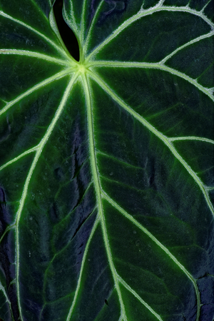 A leaf of Anthurium magnificum, a plant that is is exclusively found in (endemic to) Colombia in NW South America.の写真素材