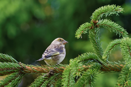 European greenfinch, or just greenfinch (Chloris chloris), is a small passerine bird in the finch family Fringillidaeの写真素材