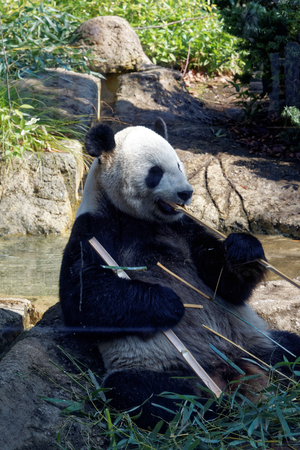 Giant panda is a conservation-reliant vulnerable species.の写真素材