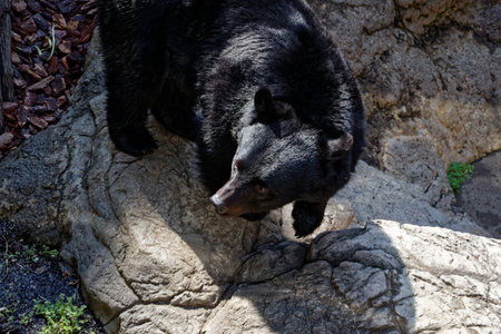 Japanese black bear (Ursus thibetanus japonicus) is a subspecies of the Asian black bear