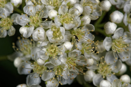 White flowers of  rowan with anthers of different color