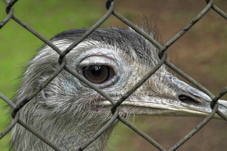 Greater rhea (Rhea americana) is a species of flightless bird native to eastern South America.の写真素材