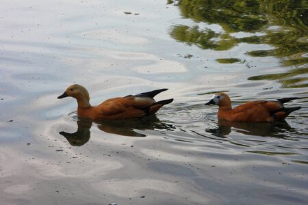 Ruddy shelduck (Tadorna ferruginea), known in India as the Brahminy duck, is a member of the family Anatidae.の写真素材